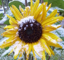 Sonnenblumen im Schnee